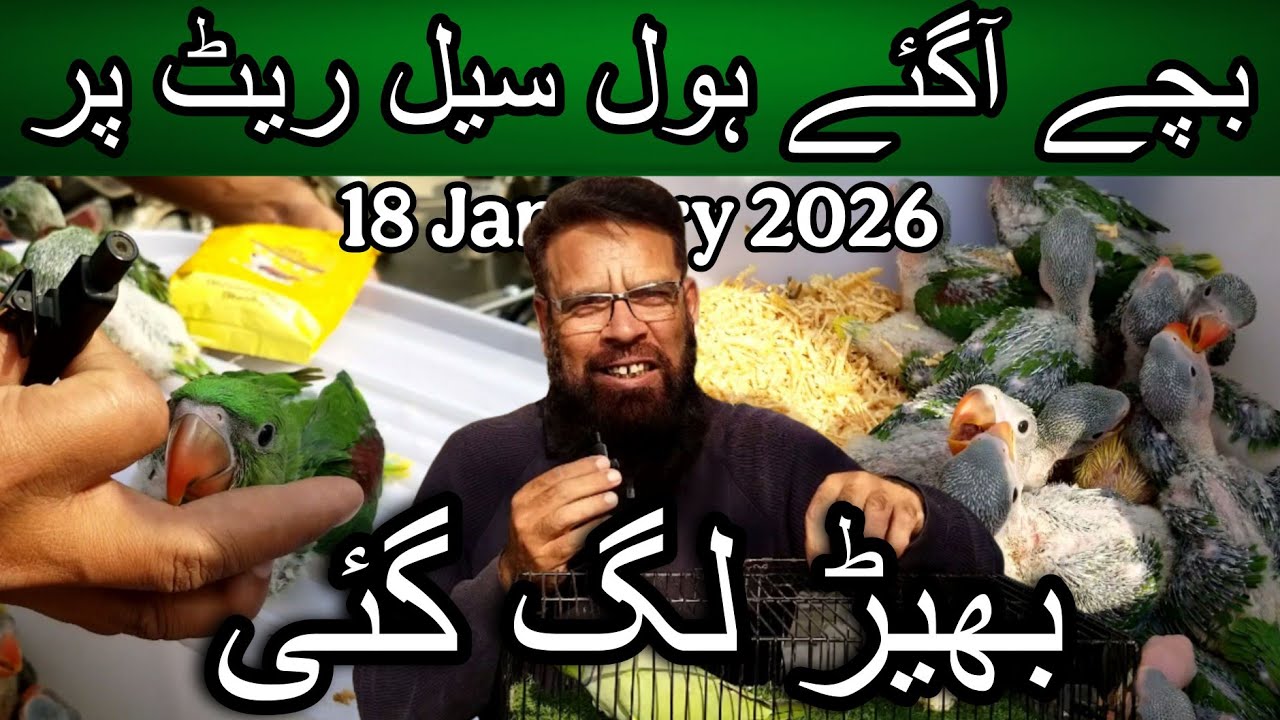 Lalukhet exotic birds market 18 January 2026 | Cheapest price parrot market in Karachi Pakistan