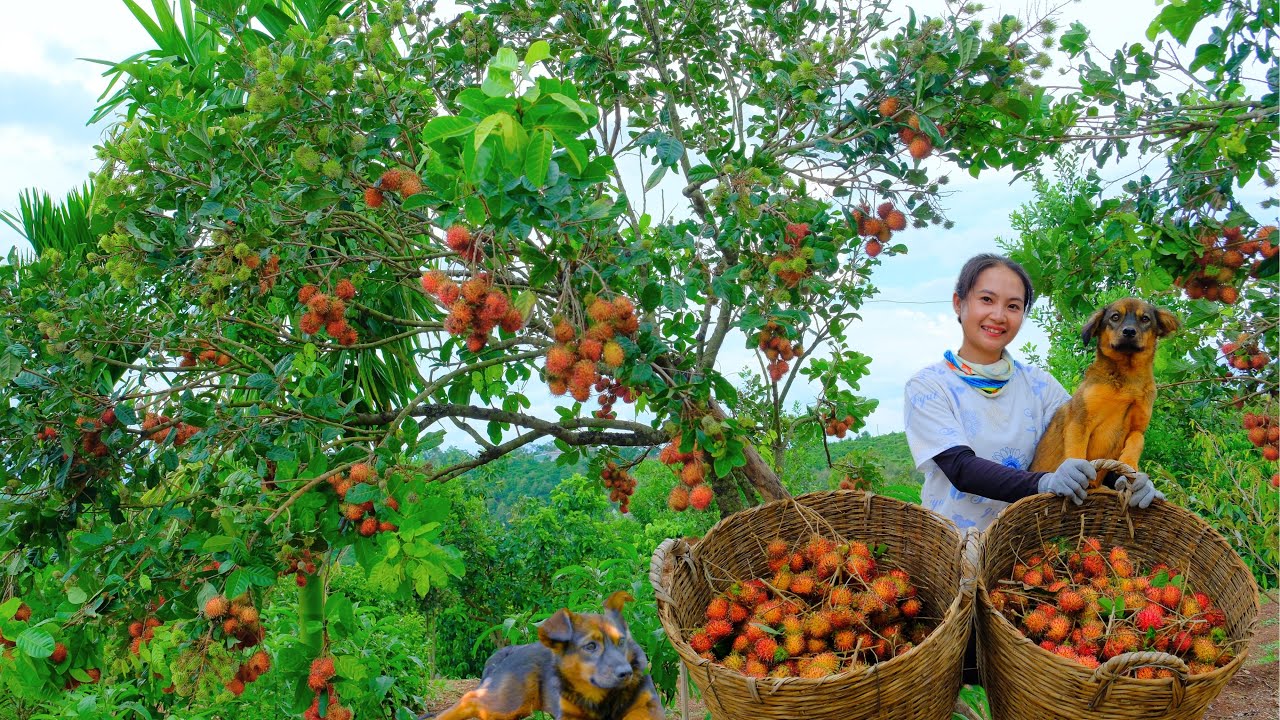 Harvesting Rambutans Goes To Market Sell - Processing Drinks From Rambutan, Farming | Tieu Lien