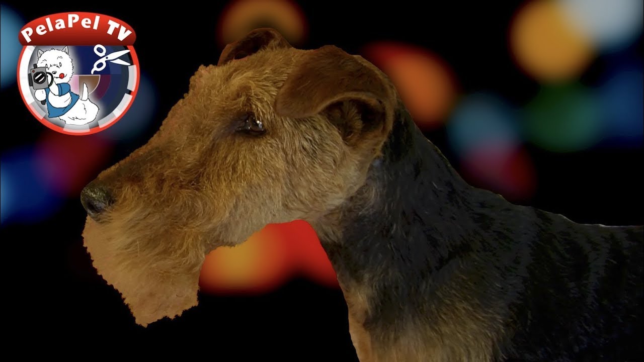 PELUQUERÍA CANINA DEL WELSH TERRIER - HAND STRIPPING CON ALBERT CABRERA