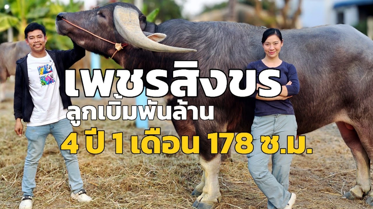 เพชรสิงขร ควายยักษ์ บ้านแพ้ว จ.สมุดสาคร 4 ปี 1 เดือน สูง 178 ซ.ม. โทร 0859284888 kแบงค์