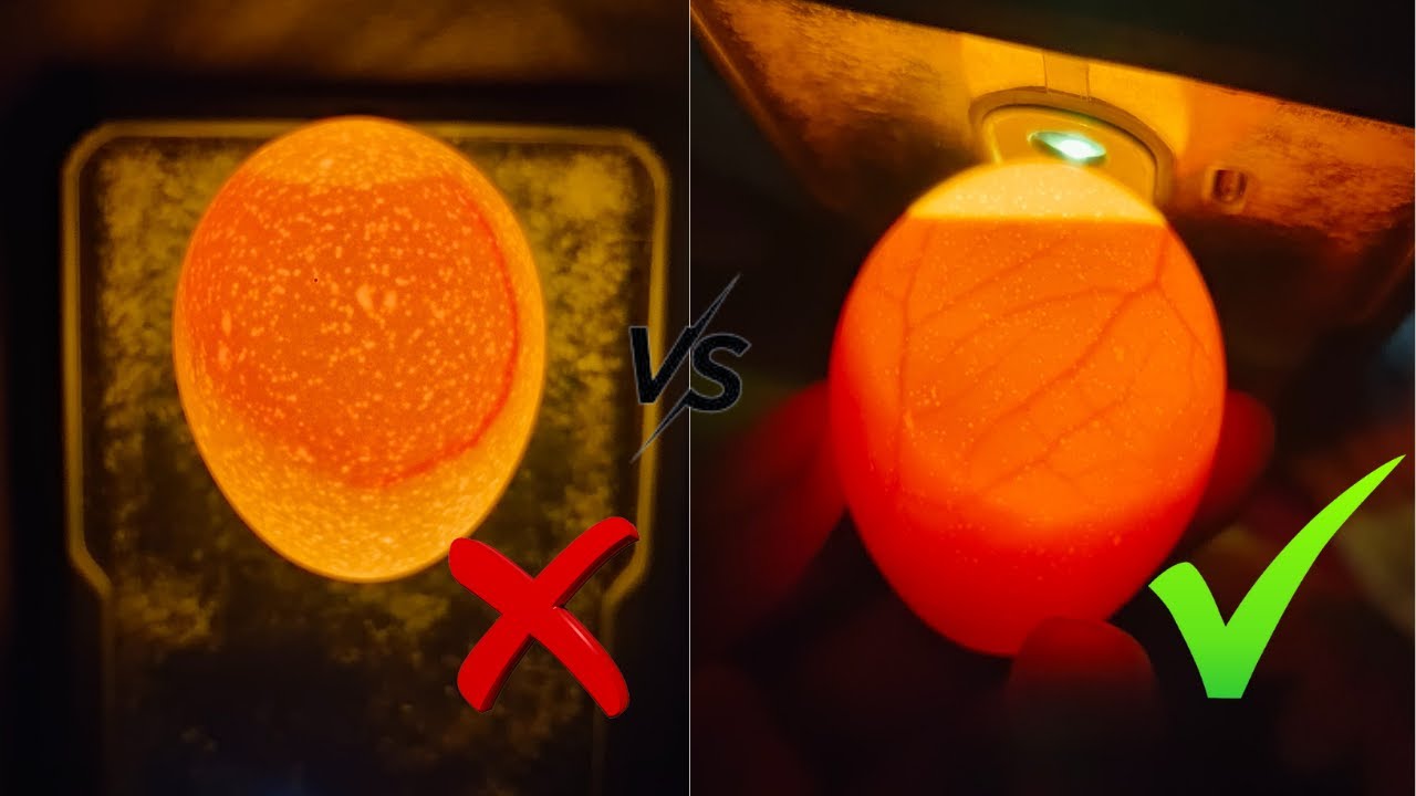 How to check if an egg is Fertile or Infertile mobile flashlight