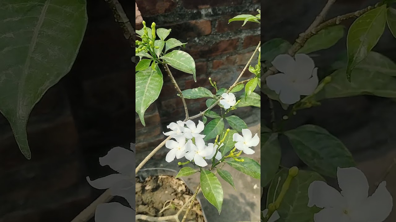Ka tumi....#natureflowers #nature #viralshort #explore