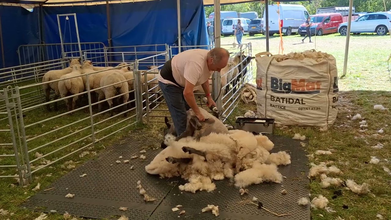 Foire agricole de Battice (Herve) 2025