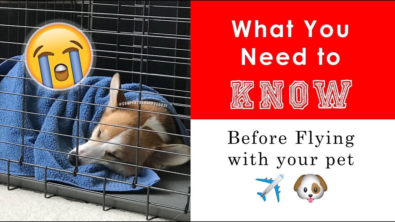 DON'T FLY WITH YOUR DOG in airplane cargo before you see this