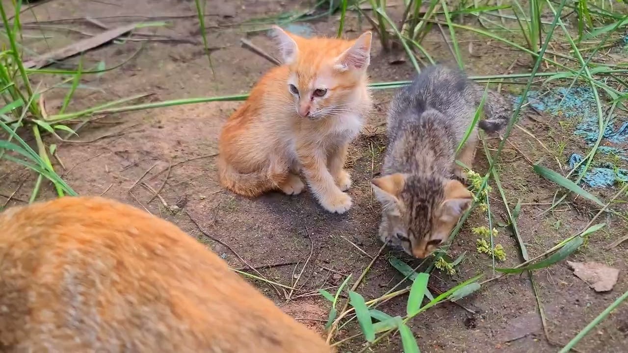 Heartwarming Morning Rescue 💛🐱 Feeding Abandoned Kittens With Sunshine & Birds  Paw & Hoof Life