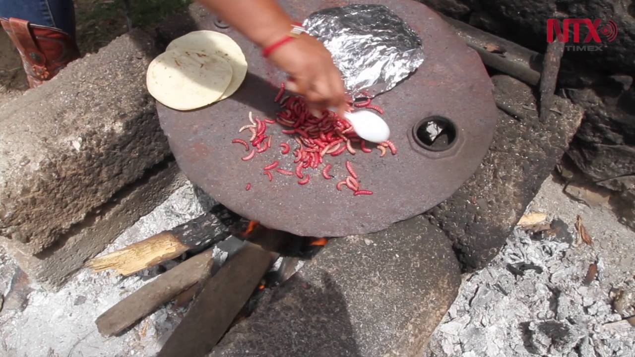 Chinicuil, nutritivo tesoro de la gastronomía hidalguense
