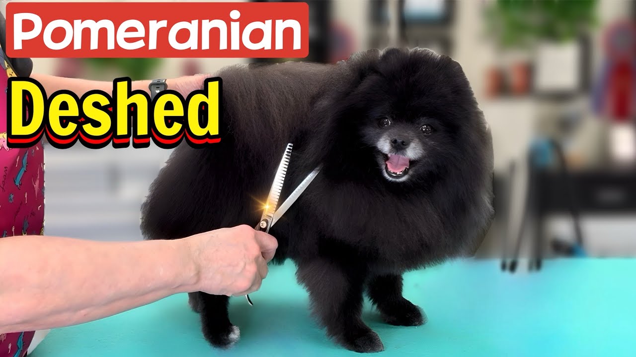 Deshed and Groom on a Black Pomeranian at Grande Style Dog Grooming in Tampa, Florida.