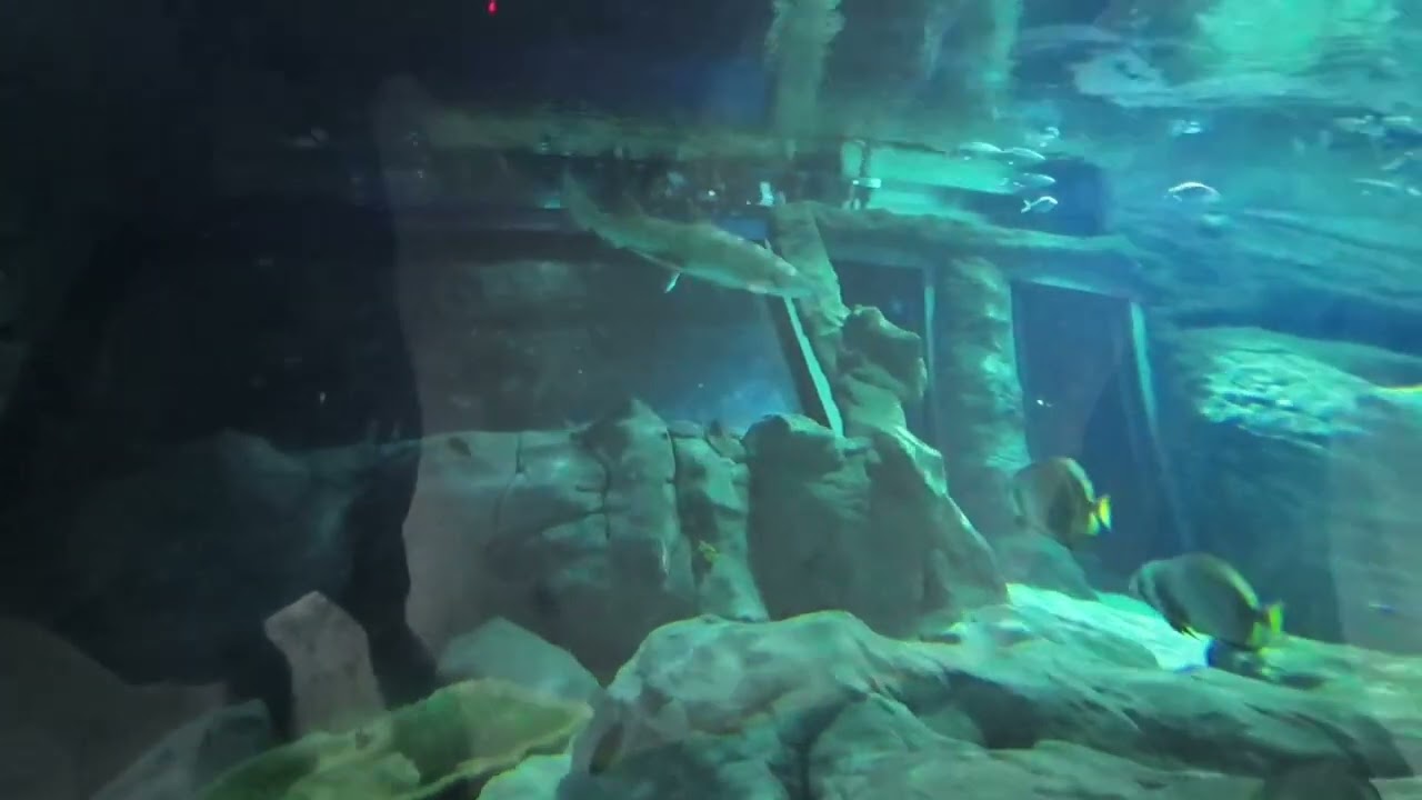 Aqarium Port Luise Mauritius