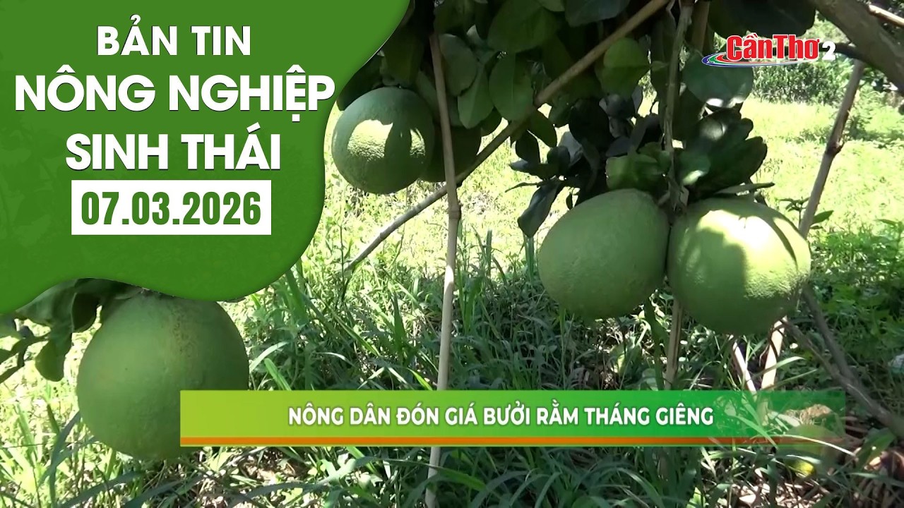 Nông dân đón giá bưởi rằm tháng Giêng | NNST 07.3.2026