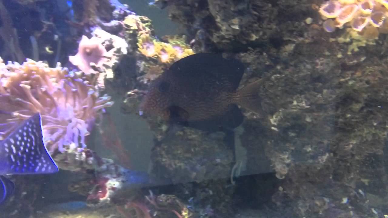 Ciechocinek- Ctenochaetus hawaiensis