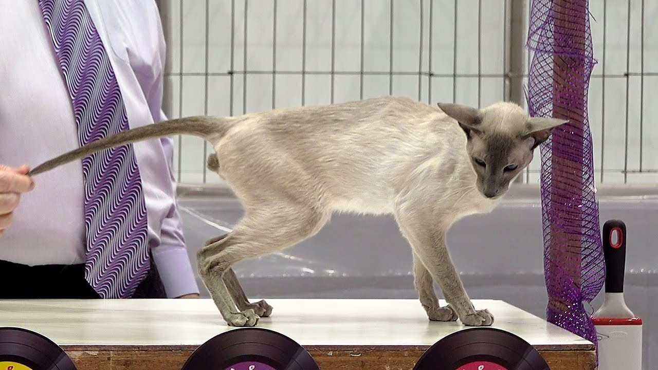 CFA International Show 2019 - Shorthair Adult Class Judging - Siamese