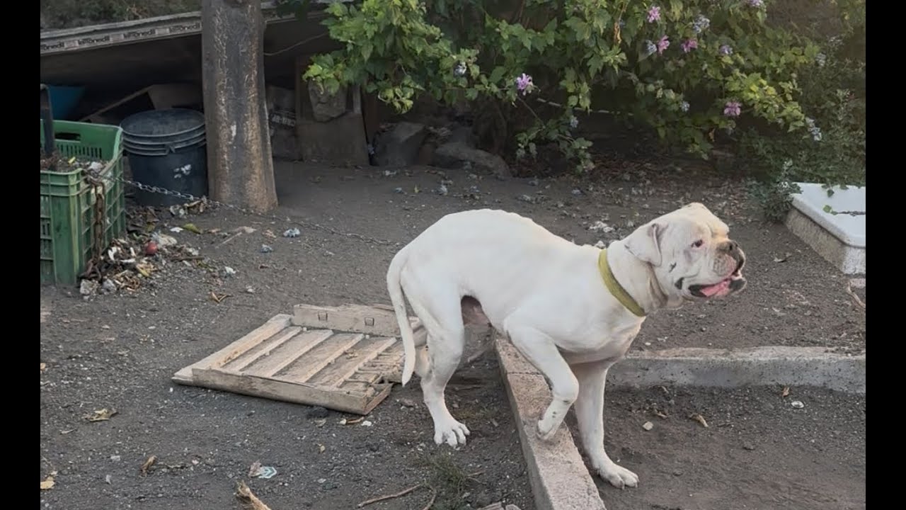 TORRE DEL GRECO: CANI A CATENA E DENUTRITI - IL BLITZ DI ENRICO RIZZI CON DECINE DI FORZE DI POLIZIA