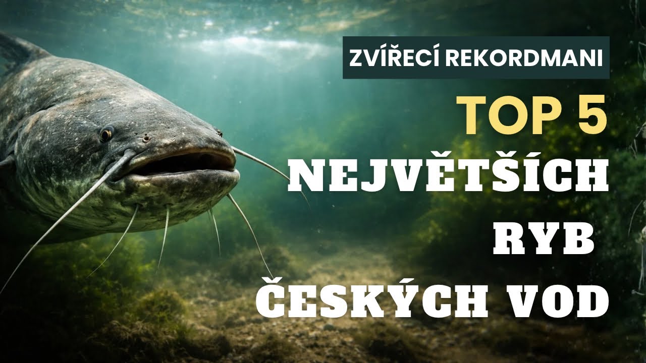 TOP 5 největších ryb českých vod