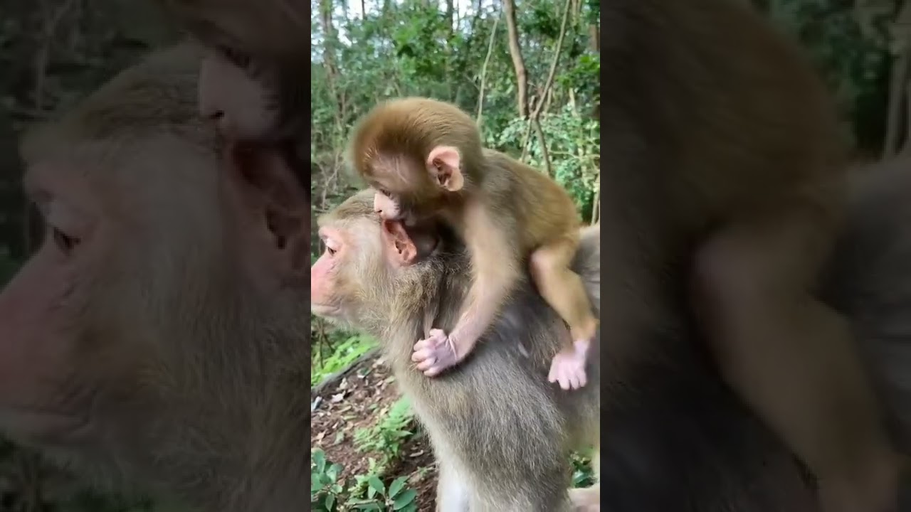 baby treasure on mother's head #monkey #shorts