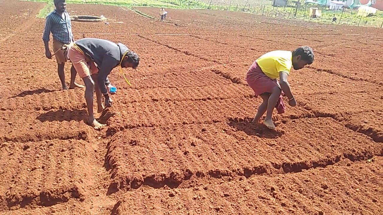 Carrot sowing Romaince seeds at OOTY Tamilnadu India..