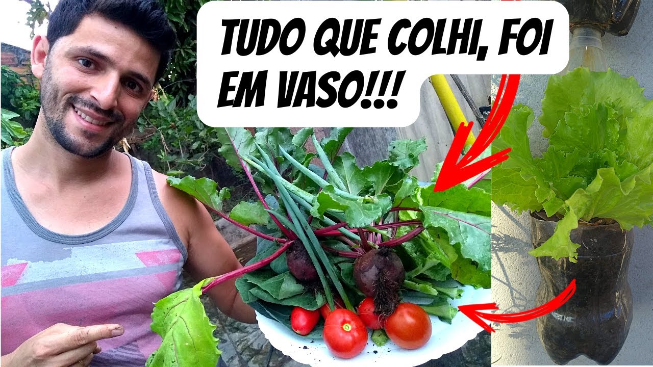 Colheita de legumes e verduras em vaso na minha horta em pequeno espaço