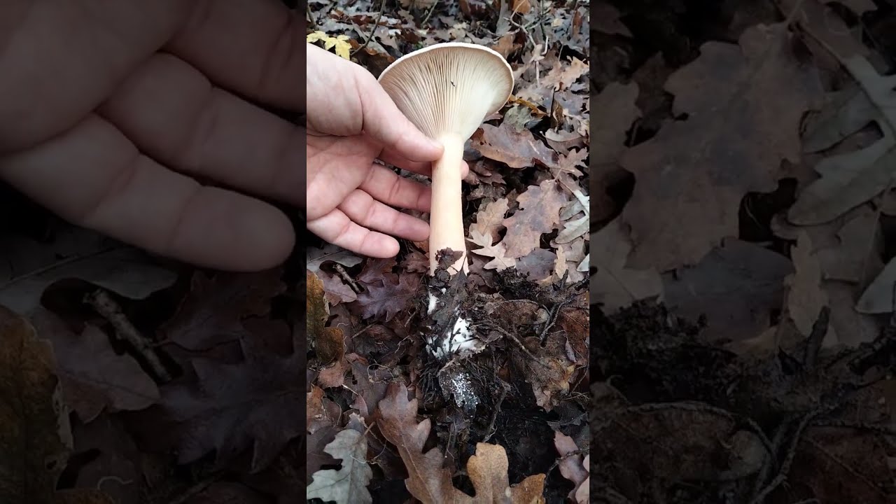 Infundibulicybe geotropa Pillole di Micologia Conoscere i Funghi con Giacomo Jack Ispettore Micologo