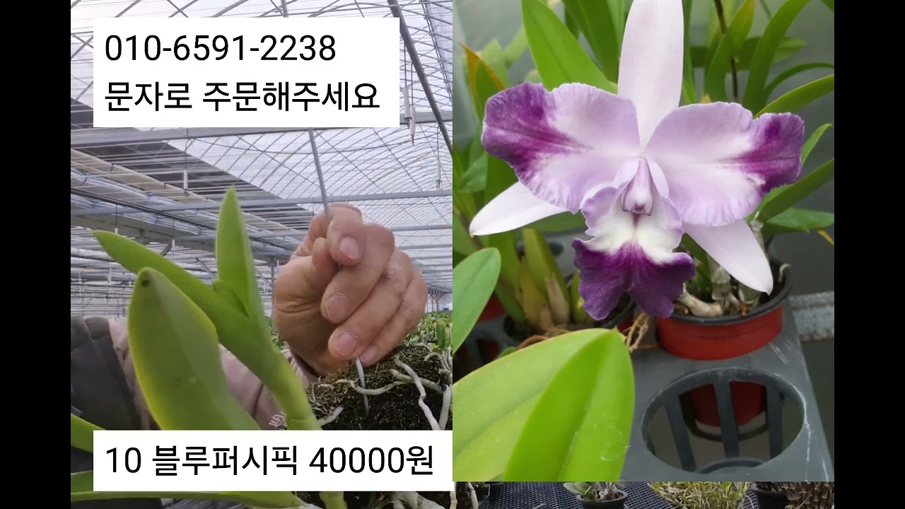 2026년3월16일  볼케이노, 설화, 해피필드