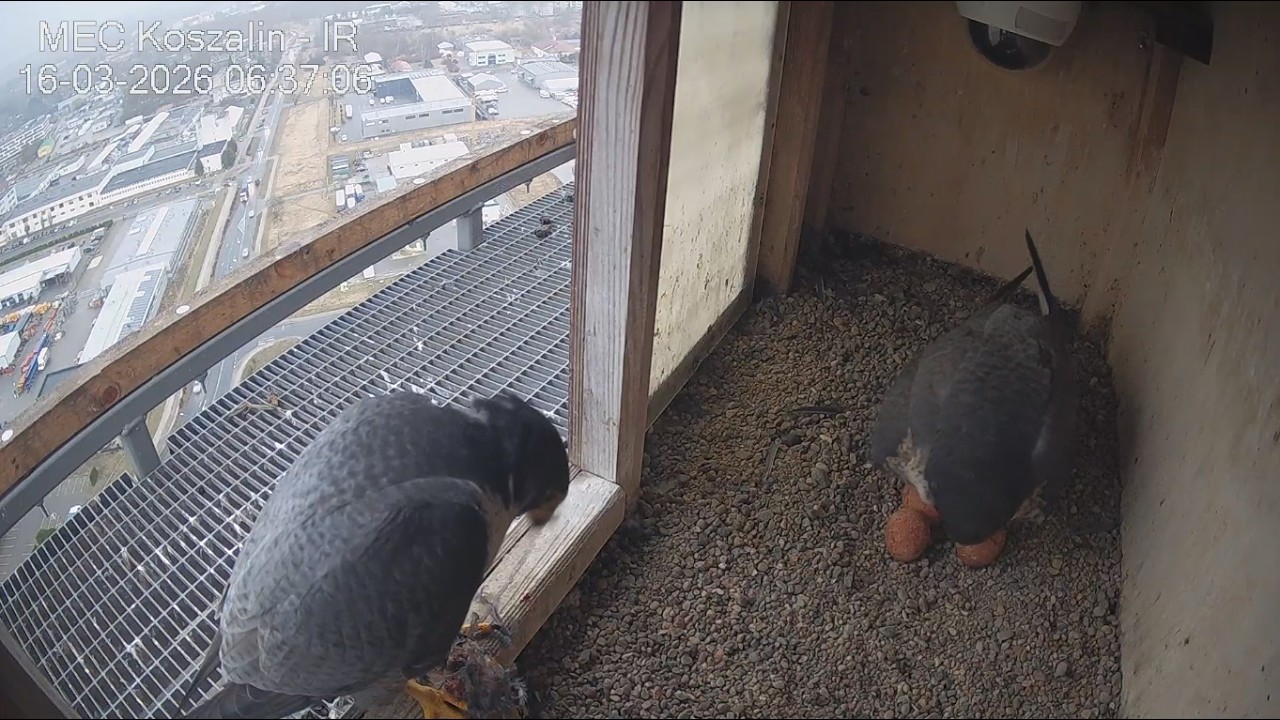 Koszalin 16 03 2026 4 ~ Ptyś z dostawą,  Nila nie wzięła,  pokazała mu 3 jajka