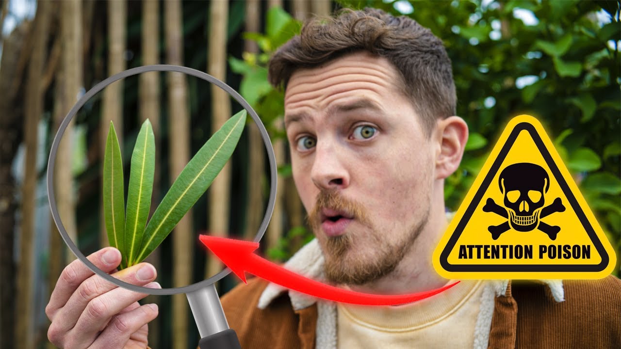 J'apprends à reconnaître les Plantes !