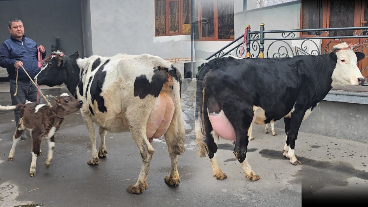 Arzonchi Sher Akadan Ona Bola SINAXTA Ishonarli Sigirlar Olib qoling 