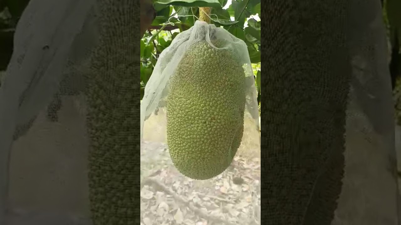 Ghé thăm vườn mít lão của chị Thanh tại Đồng Tháp sau hơn 1 năm xài phân bón hiệu Con Lười F35