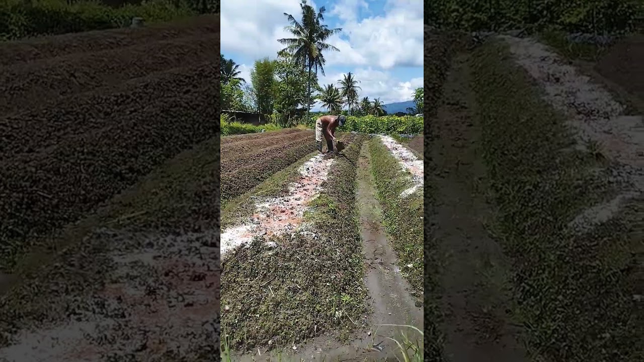 Salah satu cara awal penanaman cabe rawit 