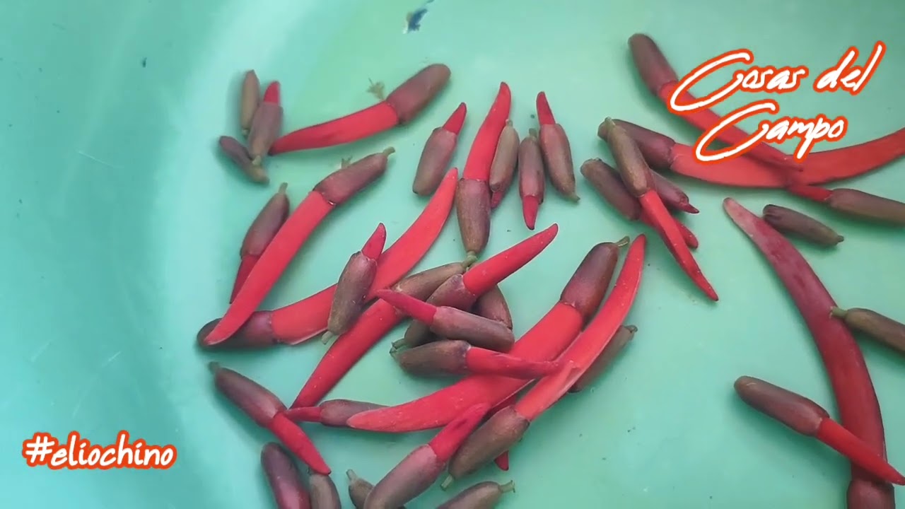 Cocinando Flores de Colorín 