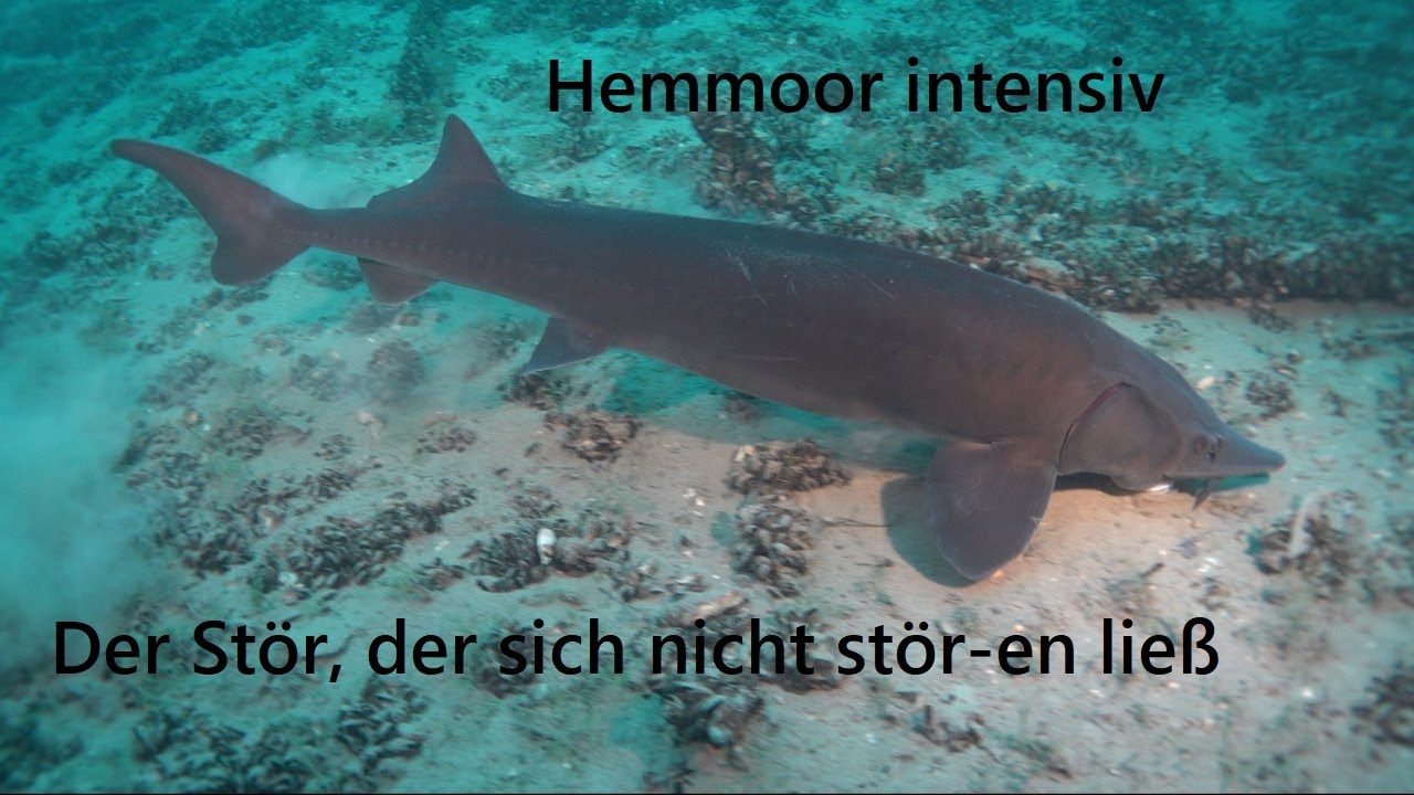 -Kreidesee Hemmoor-  Begegnung mit dem großen Stör. Impressionen in 4K