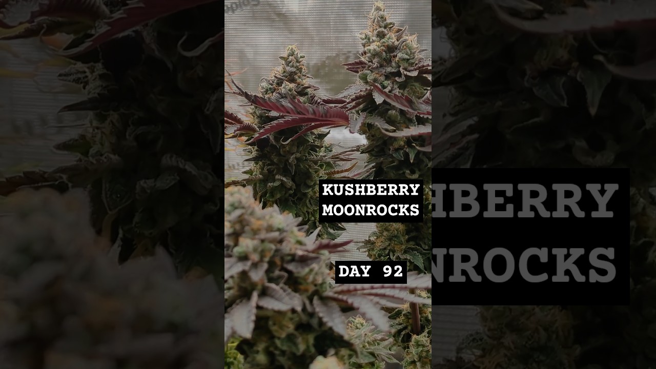 From seed to harvest - Kushberry Moonrocks