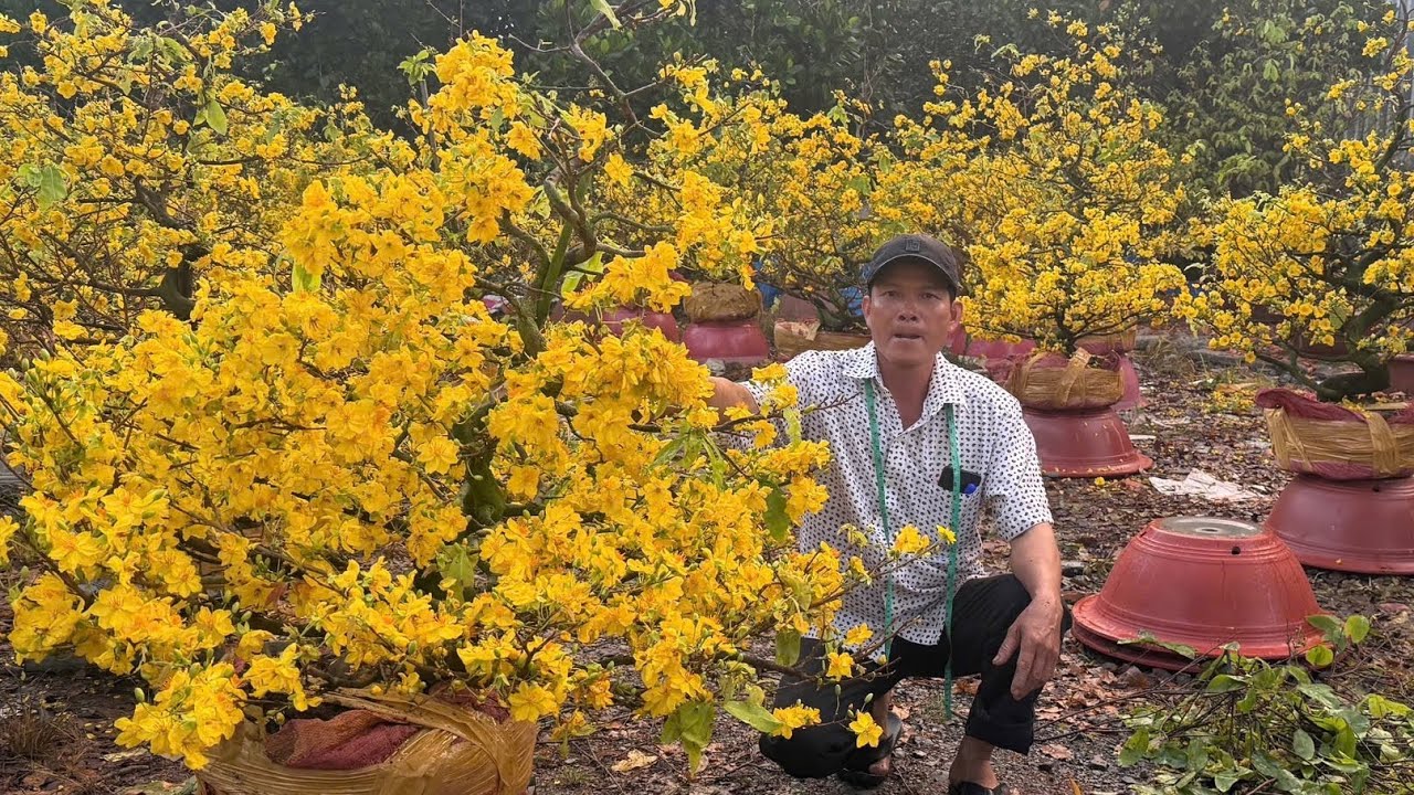 MAI GIẢO TÂN CHÂU 28/O2/2026 (#0917145232 ÚT EM) -  @bonsai Can Tho
