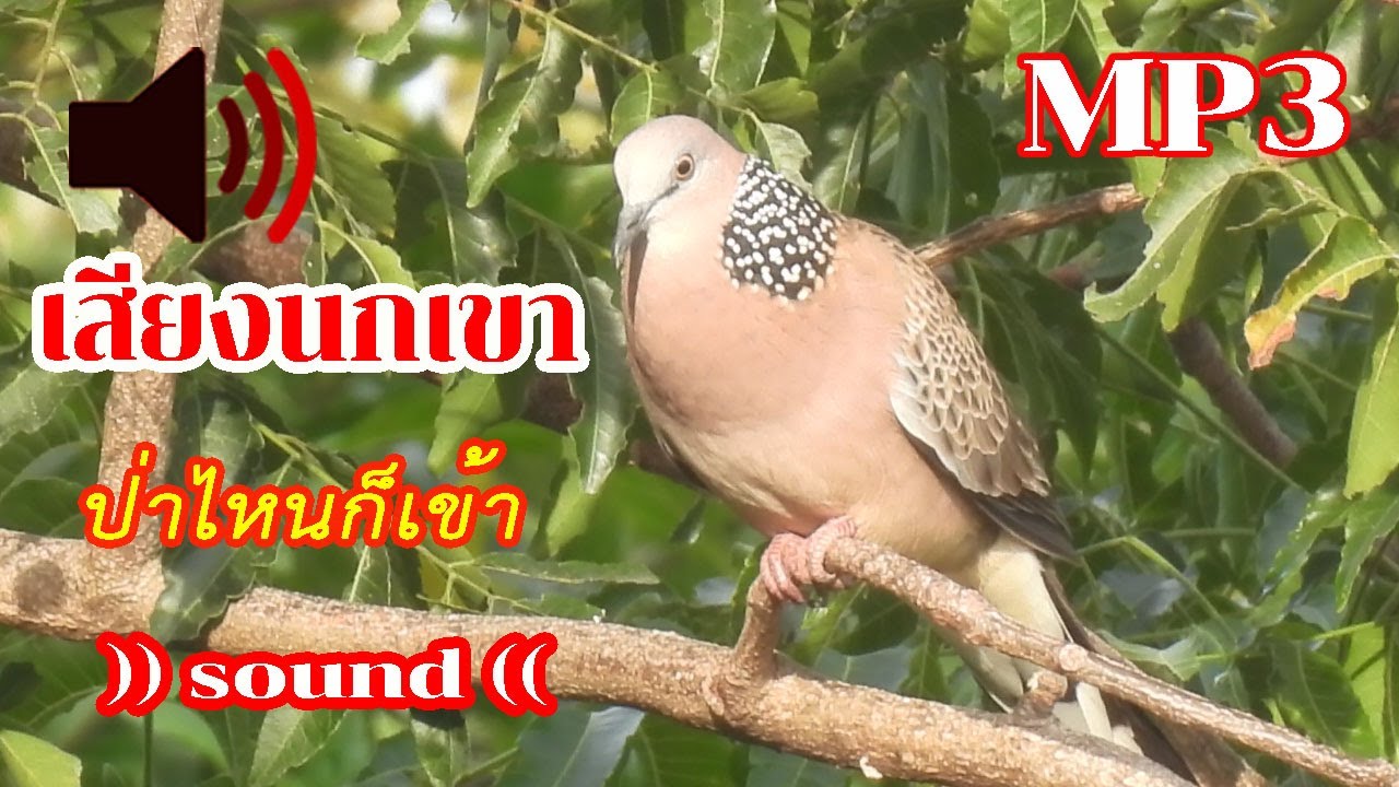 เสียงนกเขาใหญ่  Ep.1
