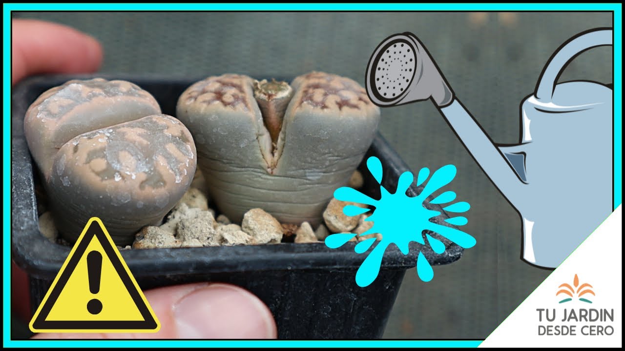 &iquest;Cu&aacute;ndo regar un Lithops? 💧 &iquest;C&oacute;mo riego las Piedras Vivas?