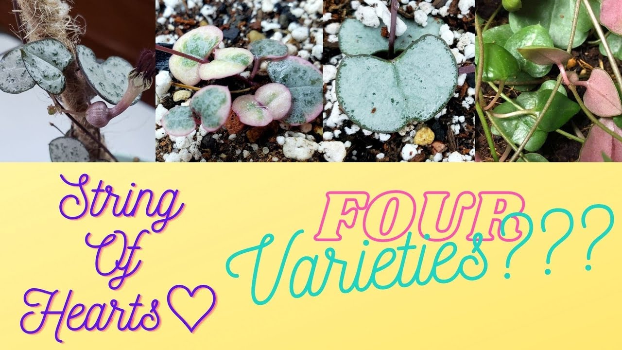 STRING OF HEARTS|SILVER GLORY| VARIEGATED|ORANGE RIVER|Care Tips| bernee bee