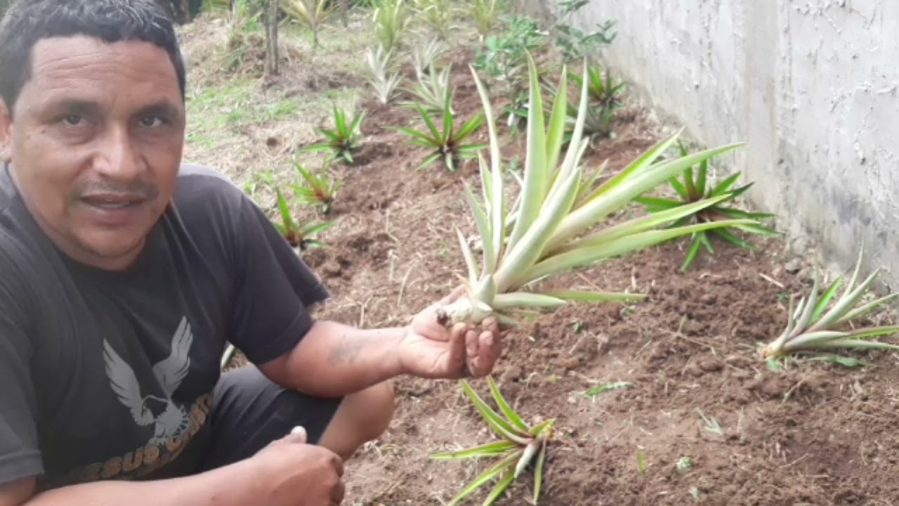 Como Plantar Mudas de Abacaxi de Forma correta