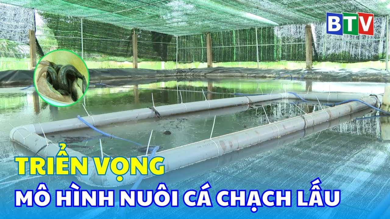 Triển vọng mô hình nuôi cá chạch lấu