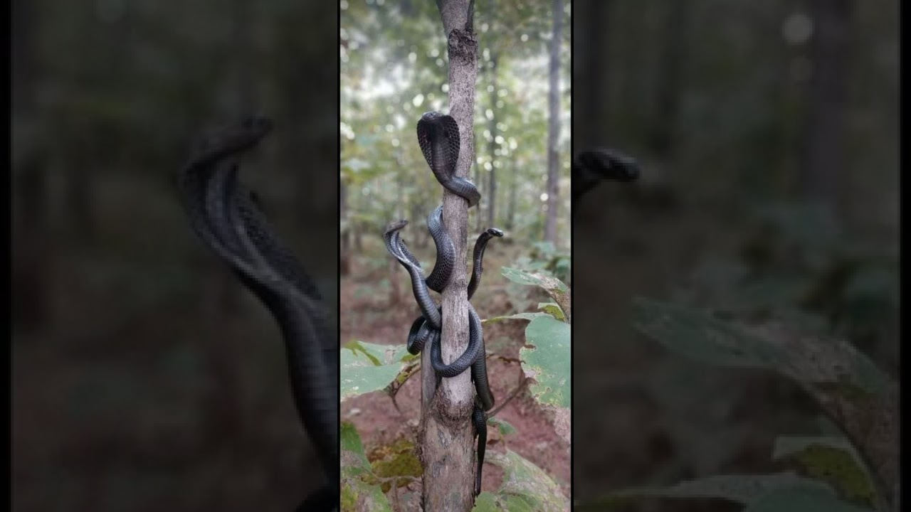 Futanya Lubowa Lubowa by Anaziinda root cultures 🐍🐍