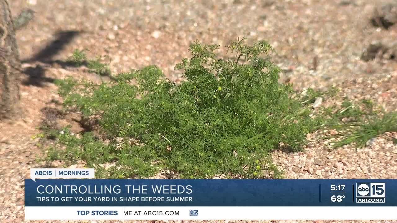 Controlling the weeds in your yard after a wet winter
