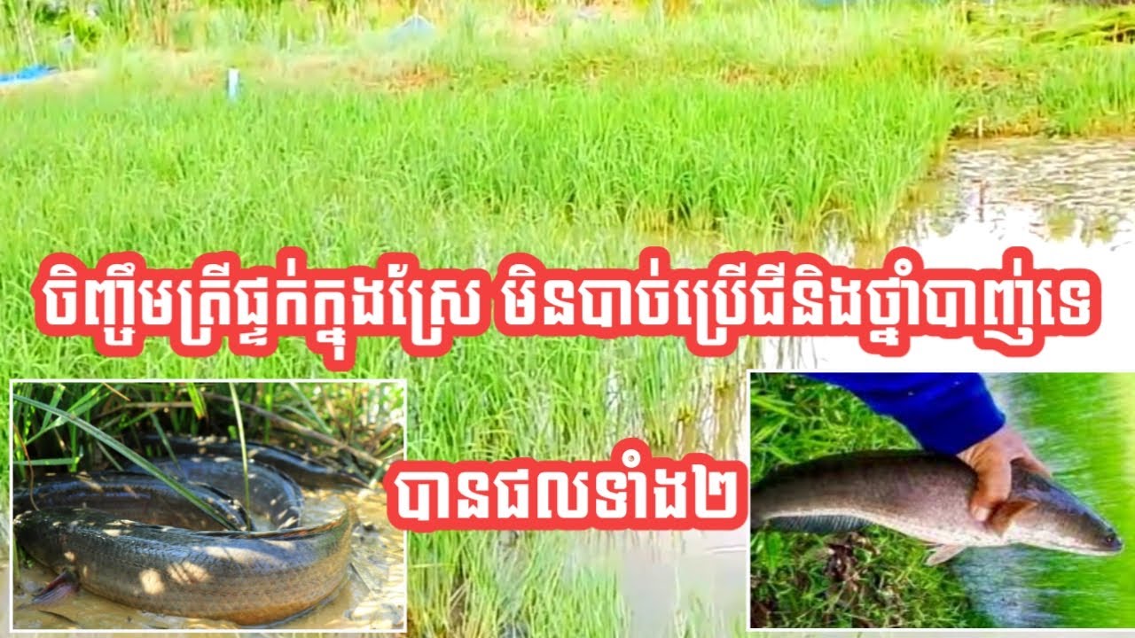 ចិញ្ចឹមត្រីផ្ទក់ក្នុងស្រែ មិនបាច់ប្រើជីនិងថ្នាំបាញ់ទេ/ Fish raising in the rice field. #farmer