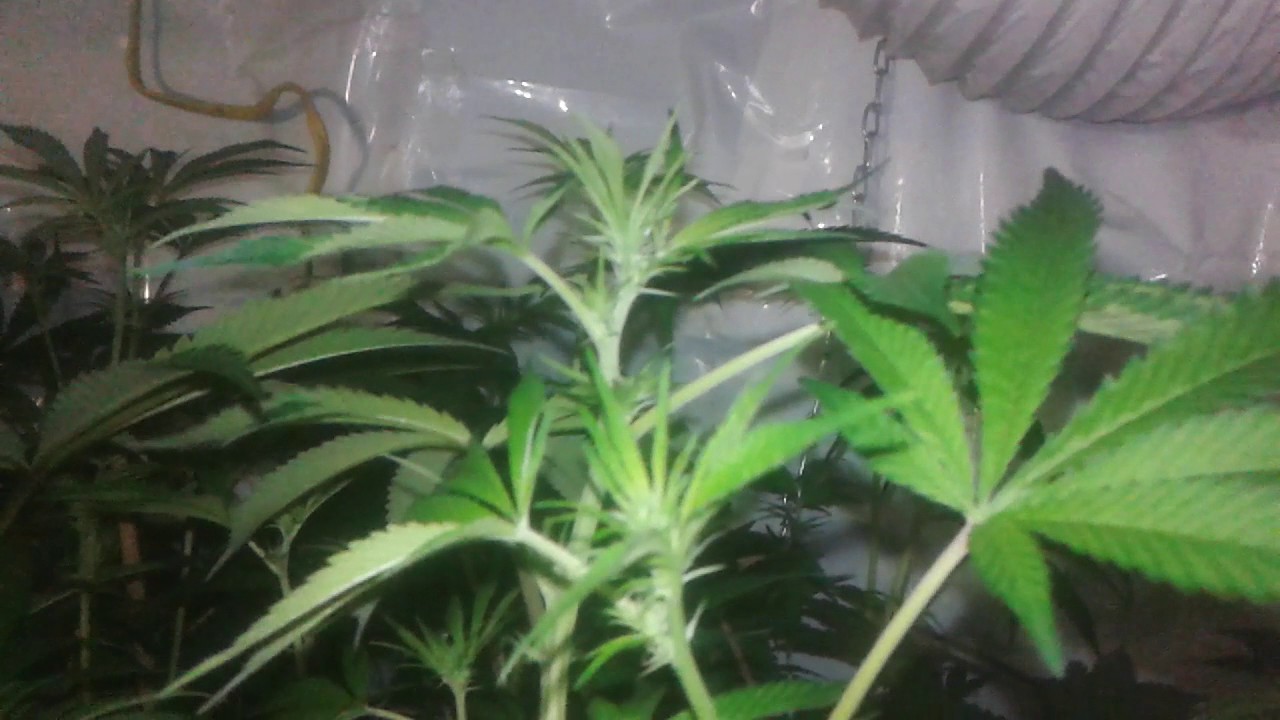 No till/super soil emergency light adjustment
