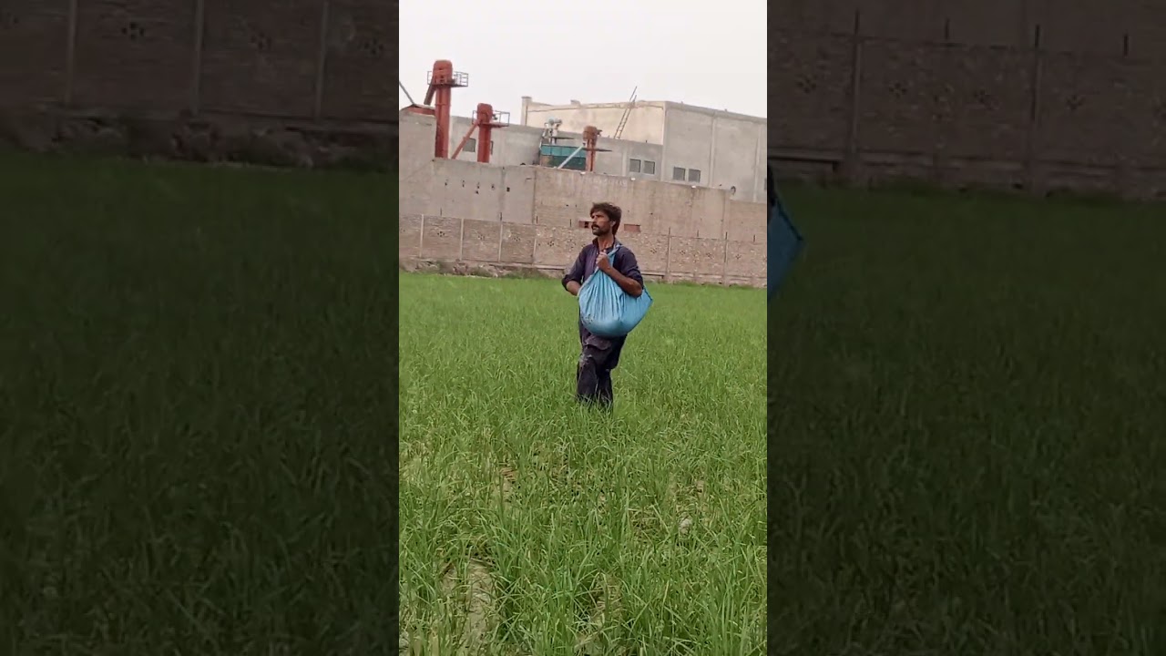 Urea application on paddy/Rice crop|Punjab|Pakistan Agriculture|