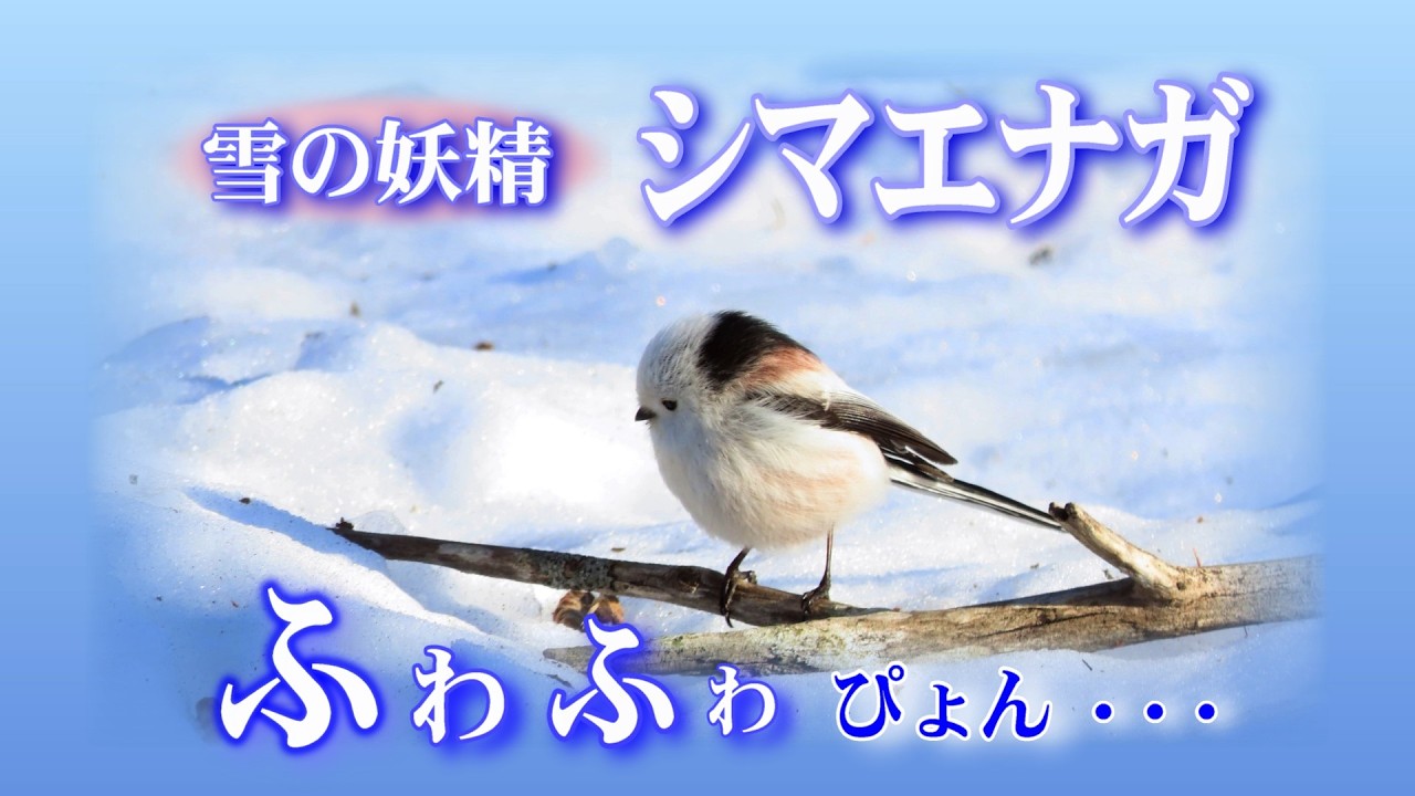 2026 年 雪の妖精 シマエナガ ふゎふゎぴょん・・・