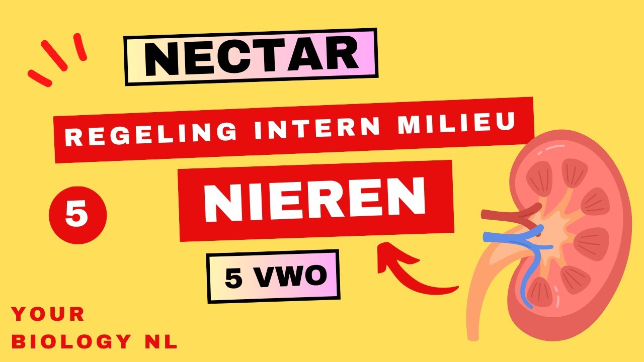5 vwo | Regeling intern milieu | 5 | Nieren