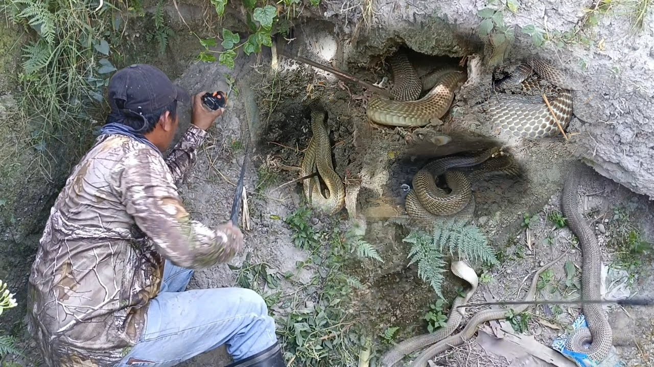 KUMPOL NA COBRA NALAGLAG SA HUKAY | Sam Tuklaw