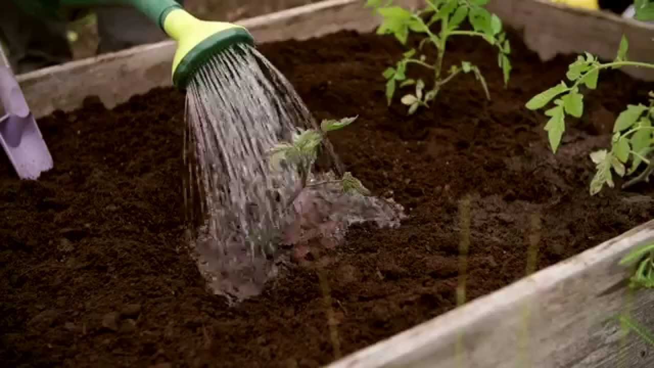 Ohjeet taimien esikasvatukseen