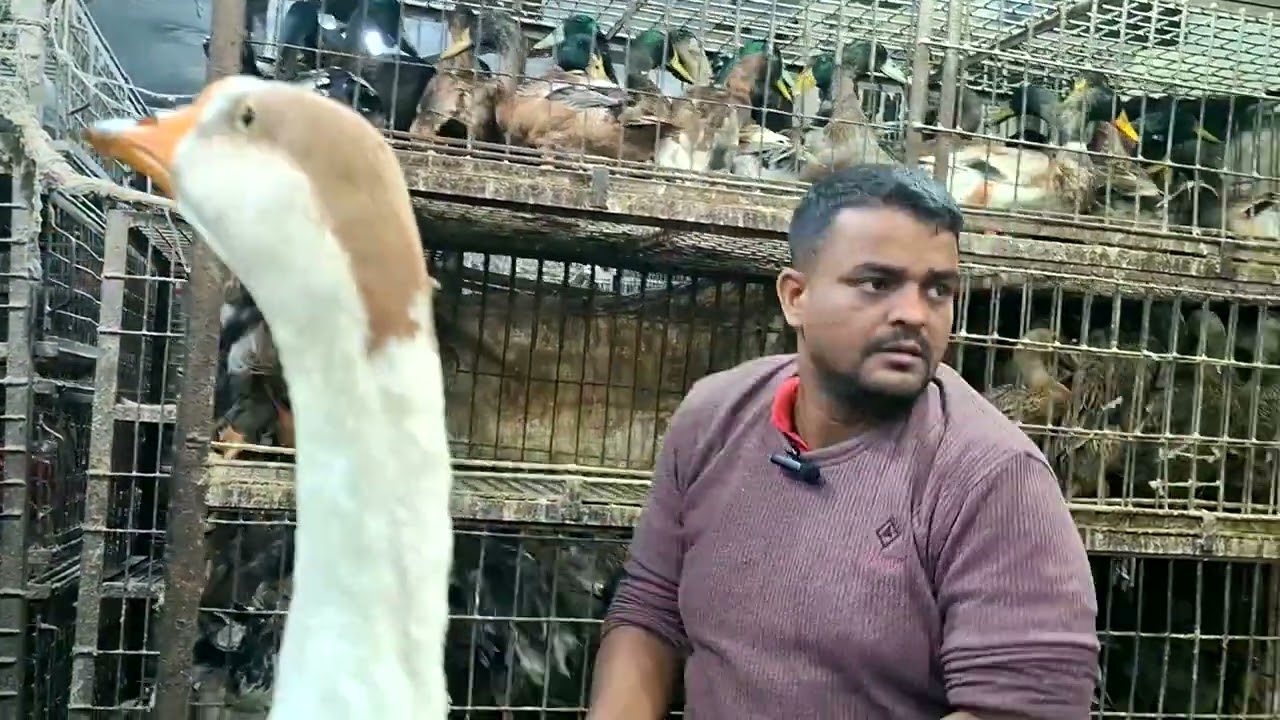 হাঁস কিনুন পাইকারি দামে | হাঁসের পাইকারি দাম | Wholesale Duck Market Price