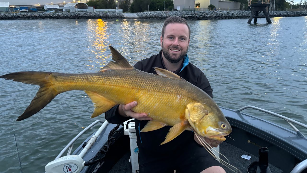 Brisbane river threadfin salmon fishing, Port of brisbane live bait