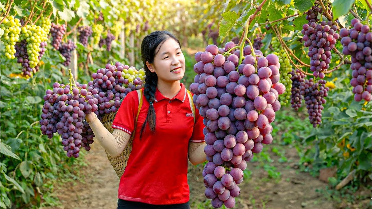 Gathering the Season's Finest Grapes: Taste the Freshness of the New Harvest 🍇