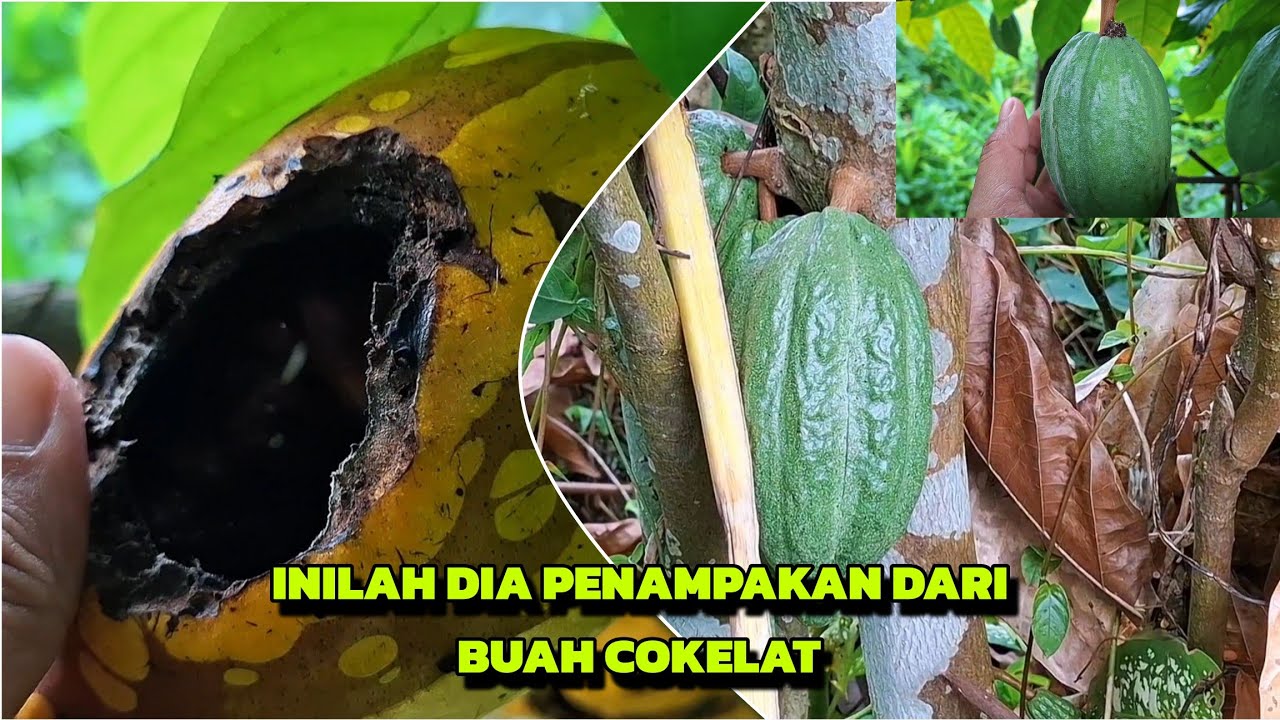 INILAH DIA PENAMPAKAN DARI BUAH COKELAT