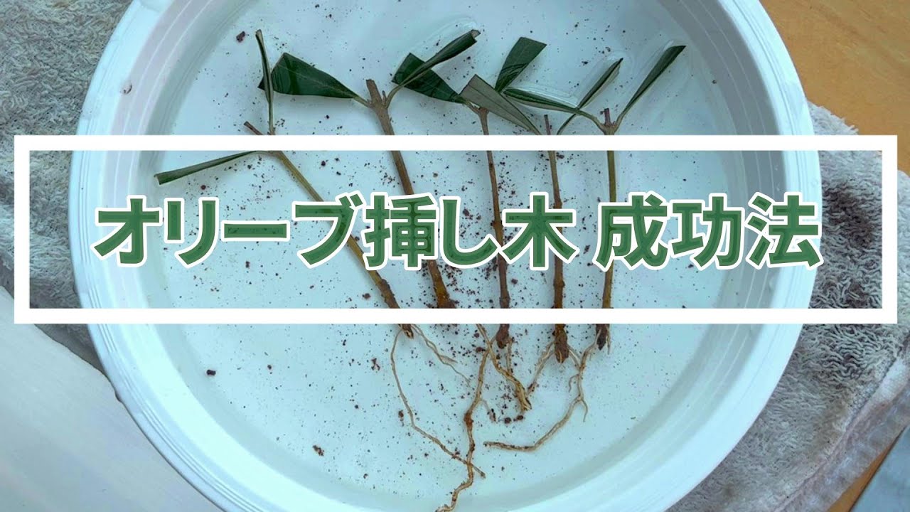 【超簡単】オリーブの挿し木で発根成功のカギとは！手軽にできる2種類の方法を解説！
